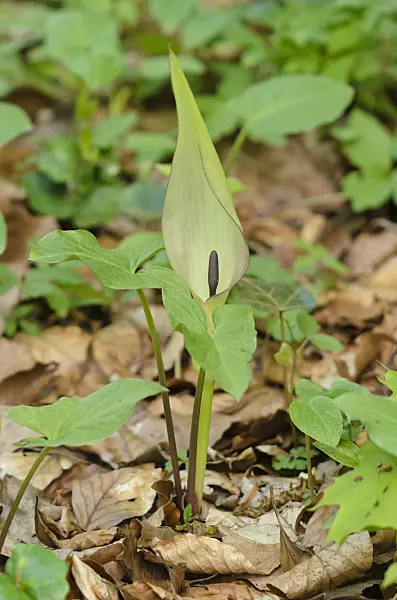 544022 - Cuckoo pint (Arum maculatum)