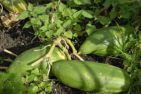 460005 - Cucumber (Cucumis sativus)