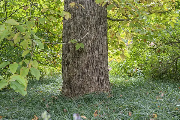 535291 - Cucumber magnolia (Magnolia acuminata)
