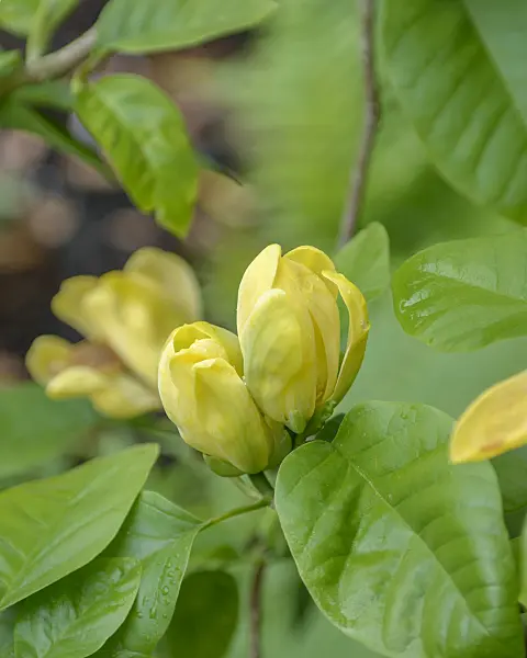 547173 - Cucumber magnolia (Magnolia acuminata 'Moegi Dori')