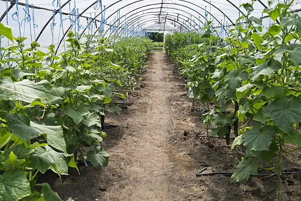 534251 - Cucumbers (Cucumis sativus) and tomatoes (Lycopersicon esculentum) in a poly greenhouse