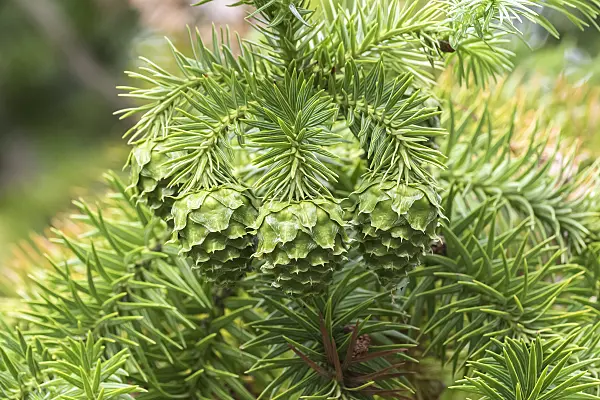 638076 - Cunninghamia lanceolata