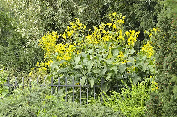 475127 - Cup plant (Silphium perfoliatum)