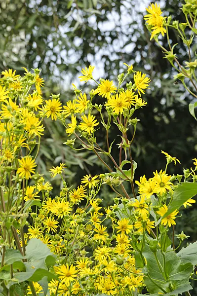 475128 - Cup plant (Silphium perfoliatum)
