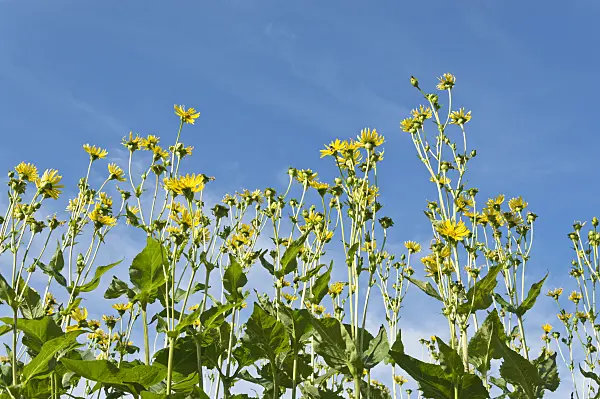 511186 - Cup plant (Silphium perfoliatum)