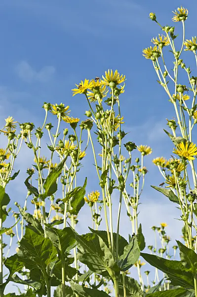 511187 - Cup plant (Silphium perfoliatum)