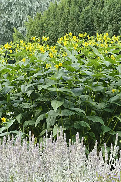 486119 - Cup plant (Silphium perfoliatum) and lamb's ears (Stachys byzantina)