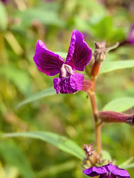 441016 - Cuphea lanceolata