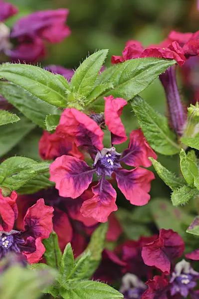 487069 - Cuphea llavea 'Vienco Burgundy'
