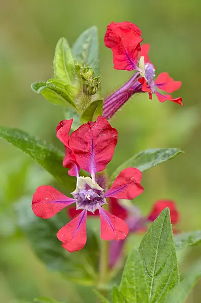 536168 - Cuphea x purpurea 'Firefly'