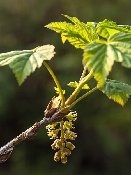 424117 - Currant (Ribes manshuricum)