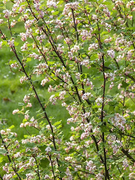 424123 - Currant (Ribes x bethmontii)