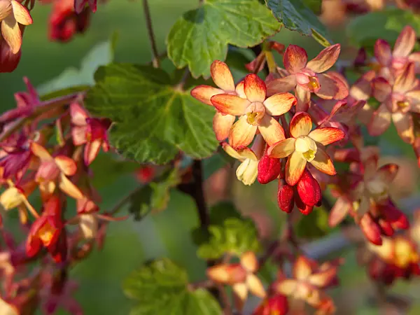 448014 - Currant (Ribes x gordonianum)