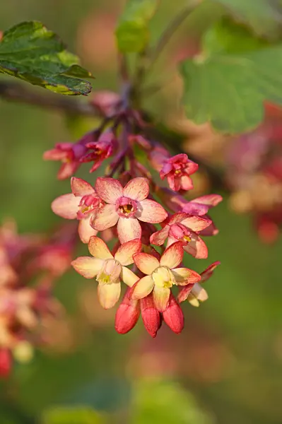 483355 - Currant (Ribes x gordonianum)