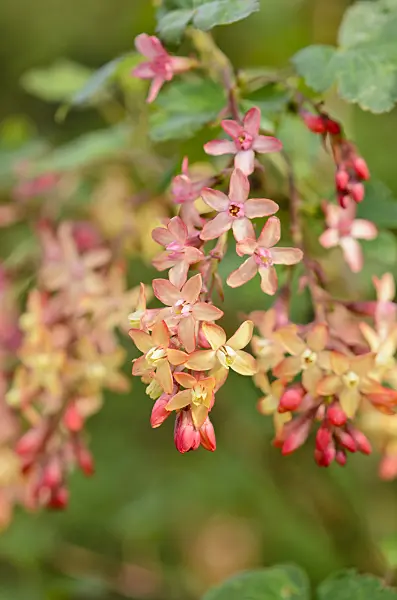 531049 - Currant (Ribes x gordonianum)