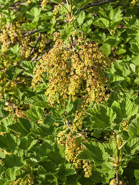 460065 - Currant (Ribes x koehneanum)