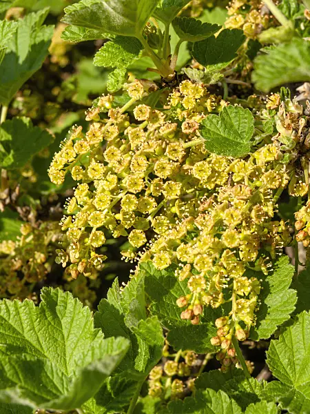 460066 - Currant (Ribes x koehneanum)