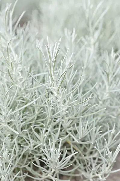 487003 - Curry plant (Helichrysum italicum)