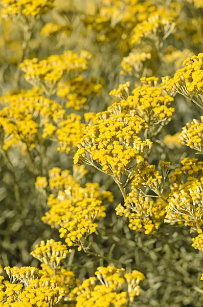 534174 - Curry plant (Helichrysum italicum)