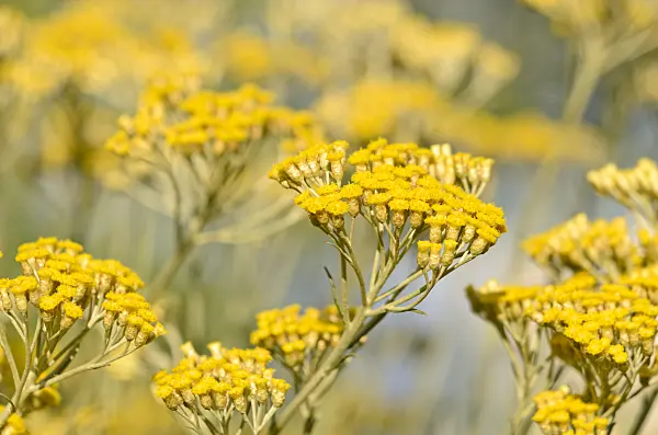 534175 - Curry plant (Helichrysum italicum)