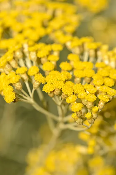 534176 - Curry plant (Helichrysum italicum)