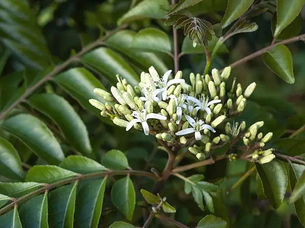 455155 - Curry tree (Murraya koenigii)