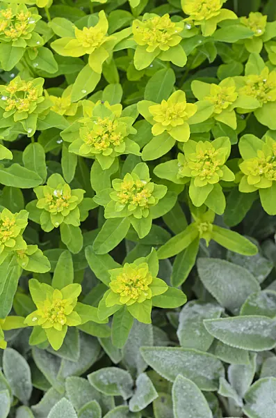 497020 - Cushion spurge (Euphorbia polychroma 'Major' syn. Euphorbia epithymoides 'Major')