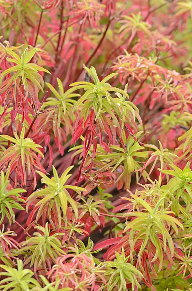 536041 - Cushion spurge (Euphorbia polychroma 'Major' syn. Euphorbia epithymoides 'Major')