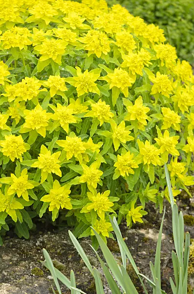 556021 - Cushion spurge (Euphorbia polychroma 'Major' syn. Euphorbia epithymoides 'Major')