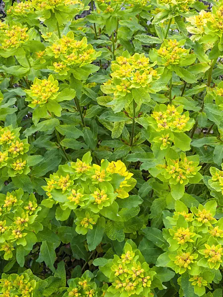 401236 - Cushion spurge (Euphorbia polychroma syn. Euphorbia epithymoides)