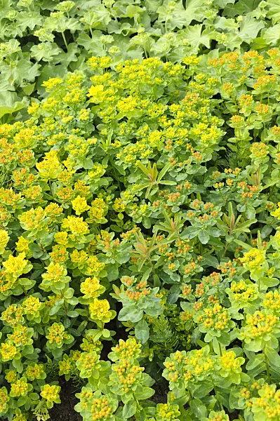 484246 - Cushion spurge (Euphorbia polychroma syn. Euphorbia epithymoides)