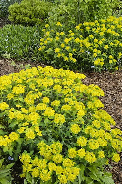 520155 - Cushion spurge (Euphorbia polychroma syn. Euphorbia epithymoides)