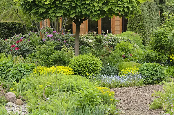 544124 - Cushion spurge (Euphorbia polychroma syn. Euphorbia epithymoides) and forget-me-nots (Myosotis) in a vernal perennial garden