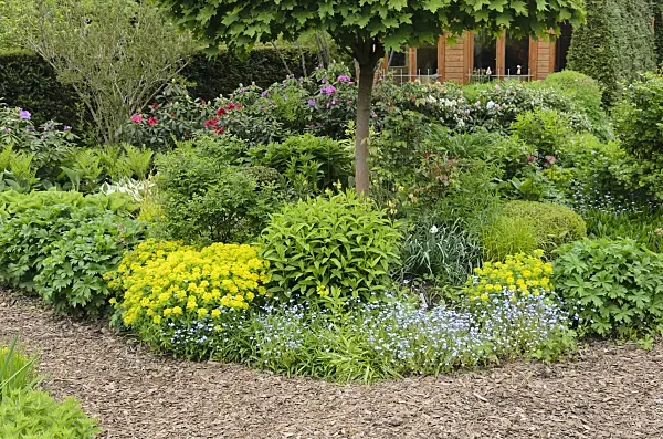 544125 - Cushion spurge (Euphorbia polychroma syn. Euphorbia epithymoides) and forget-me-nots (Myosotis) in a vernal perennial garden