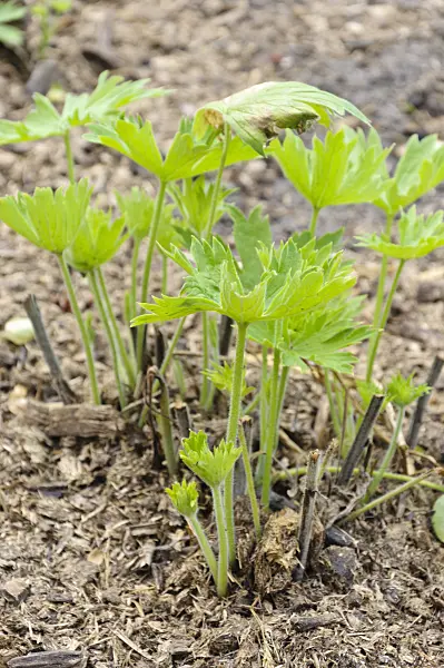 486115 - Cut back larkspur (Delphinium) fertilized with horse manure