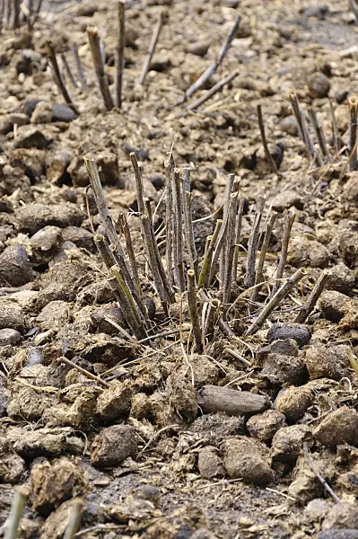 486117 - Cut back larkspur (Delphinium) fertilized with horse manure