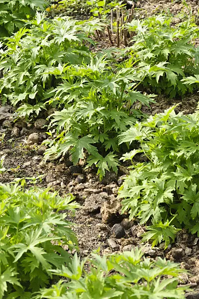 487016 - Cut back larkspur (Delphinium) fertilized with horse manure