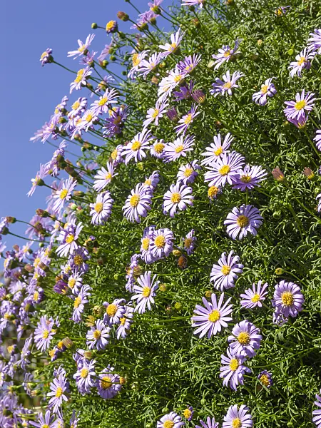 417012 - Cut-leaved daisy (Brachyscome)
