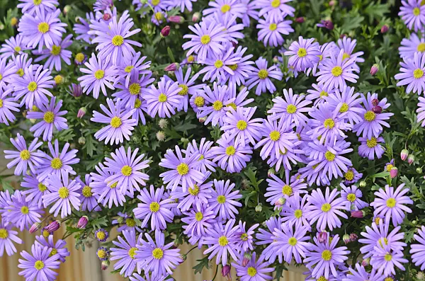 548162 - Cut-leaved daisy (Brachyscome)