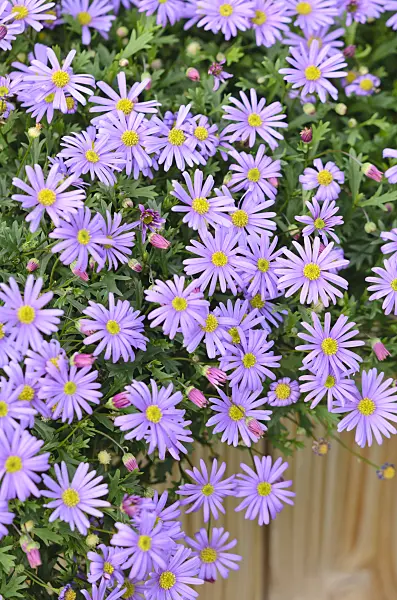 548163 - Cut-leaved daisy (Brachyscome)