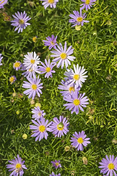 609007 - Cut-leaved daisy (Brachyscome multifida)