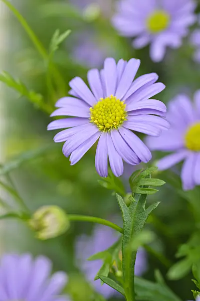 484108 - Cut-leaved daisy (Brachyscome multifida 'Delight')