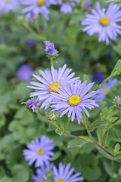 487228 - Cut-leaved daisy (Brachyscome multifida 'Harmony')
