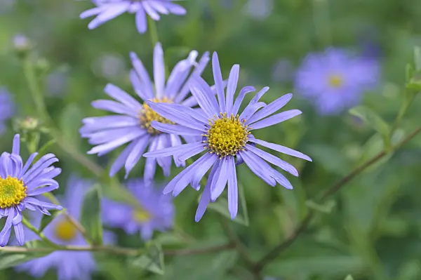 487229 - Cut-leaved daisy (Brachyscome multifida 'Harmony')
