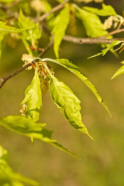 471240 - Cutleaf beech (Fagus sylvatica 'Laciniata')