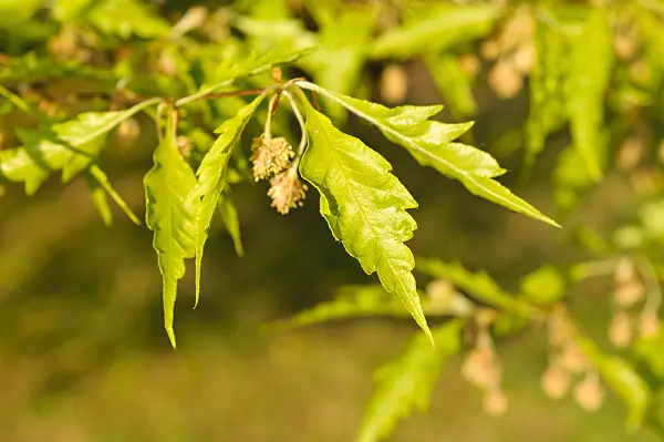 471241 - Cutleaf beech (Fagus sylvatica 'Laciniata')