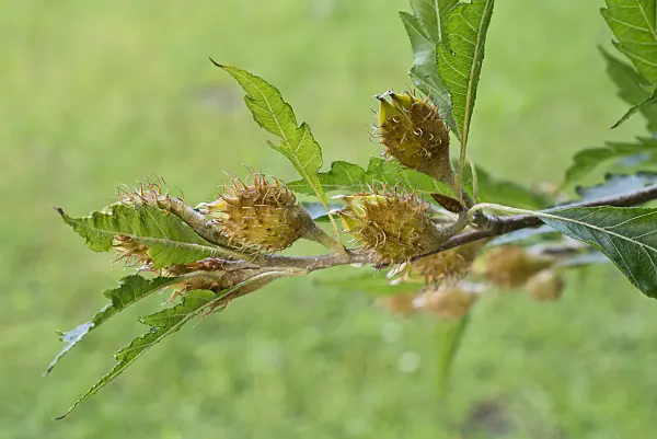 559124 - Cutleaf beech (Fagus sylvatica 'Laciniata')