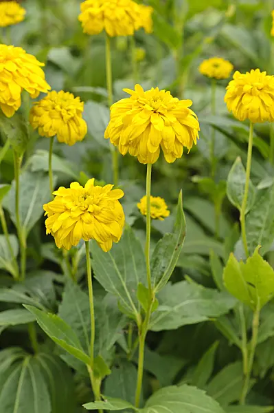 475134 - Cutleaf cone flower (Rudbeckia laciniata 'Goldquelle')