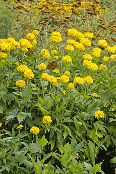 475135 - Cutleaf cone flower (Rudbeckia laciniata 'Goldquelle')