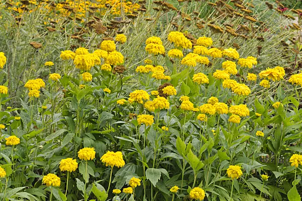 475136 - Cutleaf cone flower (Rudbeckia laciniata 'Goldquelle')